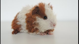 Морские свинки - морские свинки и их питание