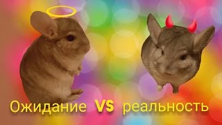Шиншилла. Ожидание Vs реальность