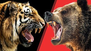 ТИГР против МЕДВЕДЯ. СМЕРТЕЛЬНАЯ СХВАТКА. КТО ПОБЕДИТ?