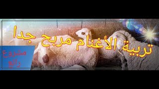 مشروع تربية المواشي جد مربح