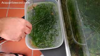 Foresta di Najas Guadalupensis - sfaccio l'acquario senza filtro