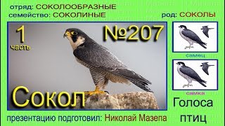 Сокол. Часть 1. Голоса птиц