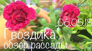 Гвоздика 06.05.18 Обзор рассады, цветение через четыре месяца от посева