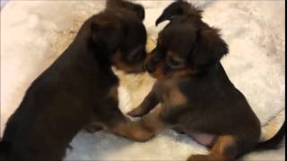 Щенки русского длинношерстного той- терьера.Puppies are long-haired Russian toy Terrier.