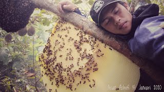 Sensasi Panen Apis Dorsata Pertama Kali