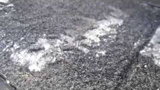 2009 2010 2011 Ford F150 Water Leak Mold Buyers Beware!!