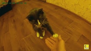 Кот даёт лапу