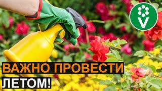 Главная ОБРАБОТКА РОЗ от болезней и вредителей!