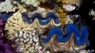 самый красивый риф хургады