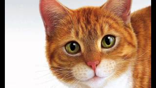 grandorf корм для кошек отзывы
