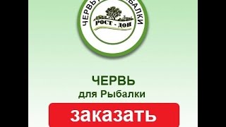 Червь для рыбалки. Разведение червей для рыбалки в домашних условиях.