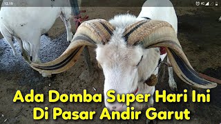 Update Terbaru Rekomendasi Harga Domba Garut Hari Ini