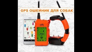 Обзор Gps ошейника X30T от DOGGPS