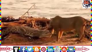 Wild animal hunting Best animals fights  with wild 2016 animals lion tiger bear attack  عالم الحيوان