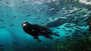 Sea Lion Hunters