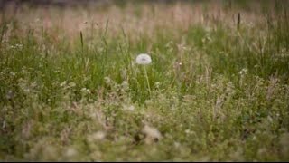 ASMR Guided Relaxation For Loneliness [softly spoken]