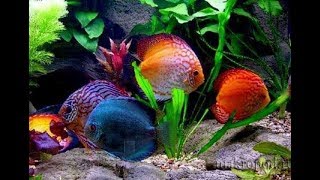Немного о Дискусе. Содержание, кормление, разведение Перезалив