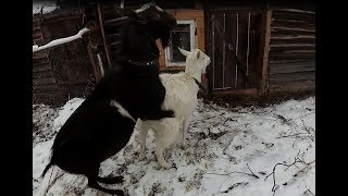 Козел в деле. Немного про охоту и покрытие козы