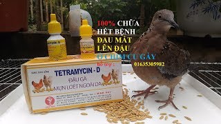 THUỐC CHỮA KHỎI BỆNH ĐAU MẮT _LÊN ĐẬU Ở CHIM CU GÁY(CHIA SẺ)