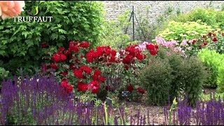 Comment planter un rosier en pleine terre ? - Jardinerie Truffaut TV