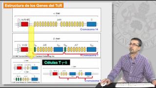 8.9 MECANISMOS DE GENERACIÓN DE LA DIVERSIDAD DE LINFOCITOS T Y B.