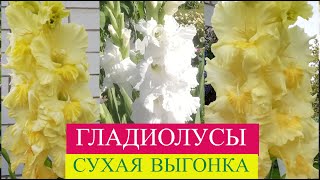 Пора доставать гладиолусы.Сухая выгонка.