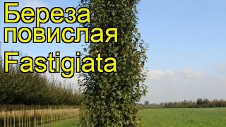 Береза повислая Фастигиата. Краткий обзор, описание характеристик betula pendula Fastigiata