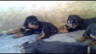 FireFury's Rokcy ( Rottweiler ) Puppies