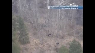 Из-за вспышки АЧС в Красноармейском районе специалисты проверили угодья диких кабанов