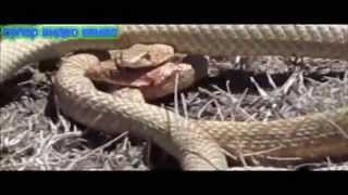 yvelaze magari prikolebi, ANACONDA BIG SNAKE