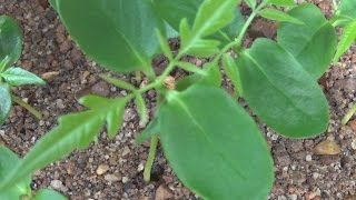 plantio e germinação de CEDRO