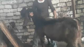 بفضل الله تم إنشاء  المزرعه الجديدة  امام المزرعه القديمه مباشرة تنظيم ومساحه افضل