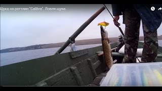 Щука на раттлин "Calibra". Ловля щуки.