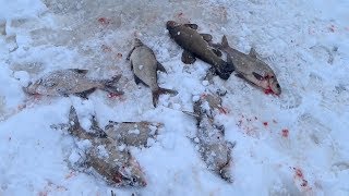 ЛОВЛЯ НА ЖЕРЛИЦЫ И КАПКАНЫ В ГЛУХОЗИМЬЕ! КАКУЮ РЫБУ НЕ БЕРУТ В ФИНЛЯНДИИ!!!