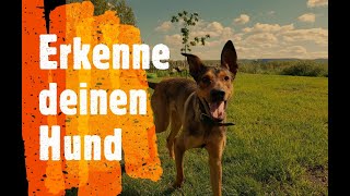 Erkenne deinen Hund ~ Hundetypen unterscheiden Teil 1