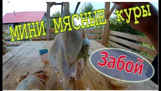 Мини-мясные забой 3,5 месяца // Мое хозяйство