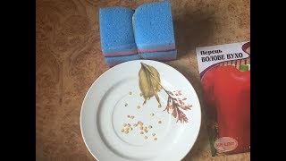 Посадка семян в губки . Зачем и почему ?