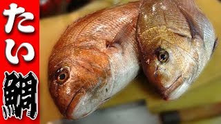 鯛のさばき方(Red sea bream)三枚おろし、頭の梨割