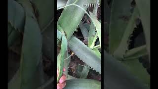 وادي مصبح بمحايل  وشجرة الاوليه ووجهي