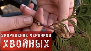 37  Укоренение  черенков хвойных растений.