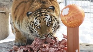 Кто сильнее? Лев или Тигр?
