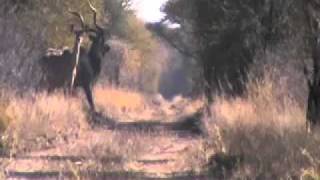 Hunting big Kudu in South Africa with Spiral Horn Safaris