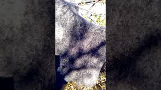 Теплые шали из козьего пуха .в наличии на 30.10.2018.