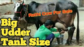 Tank Size Udder Rathi Cow? || इतनी बड़ी लेवटी? Live Milking Cow For Sale @ Sriganganagar Farm Talk