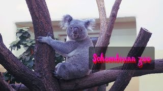Из Праги в Вену. Венский зоопарк  Шёнбрунн. Влог 006