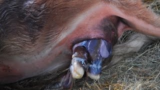 Cow giving birth: watch a calf be born to a milk cow: live birth: Graphic