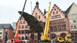 Trubel auf dem Römer: Frankfurt hat einen neuen Weihnachtsbaum