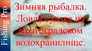 Зимняя рыбалка. Ловля судака на Волгоградском водохранилище.