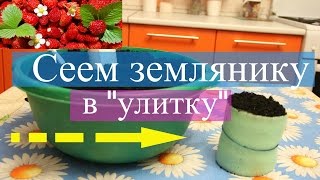 Сеем землянику в "улитку".