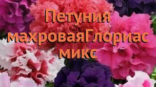 Петуния махровая Глориас микс (glorias miks) ? обзор: как сажать, семена петунии Глориас микс